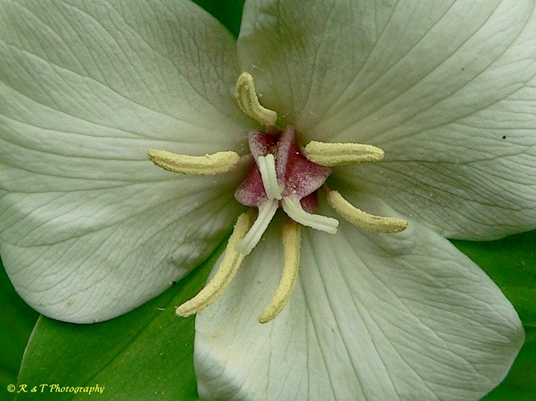 {Trillium flexipes}